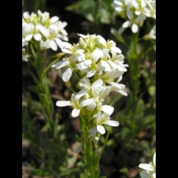 Arabis Stelleri var. Japonica (fam. Cruciferes) (3)